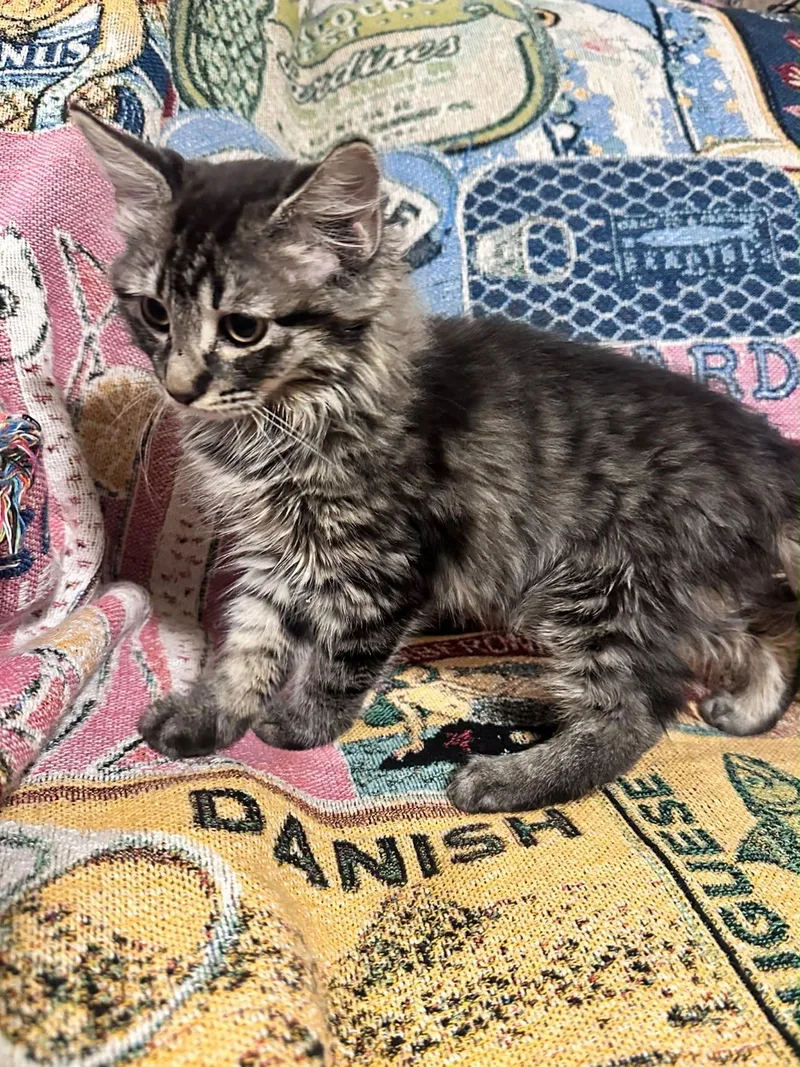 A baby large-sized male Maine Coon cat named Titan for adoption in Fresno, CA