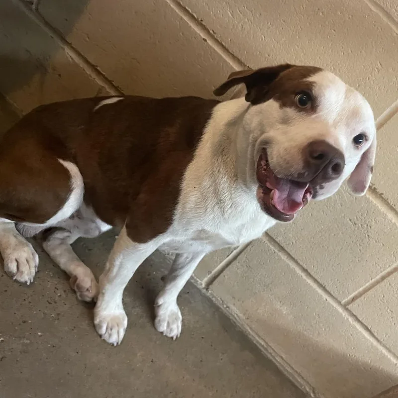 An adult medium-sized male White / Cream Pit Bull Terrier dog named Red for adoption in Edinburg, TX