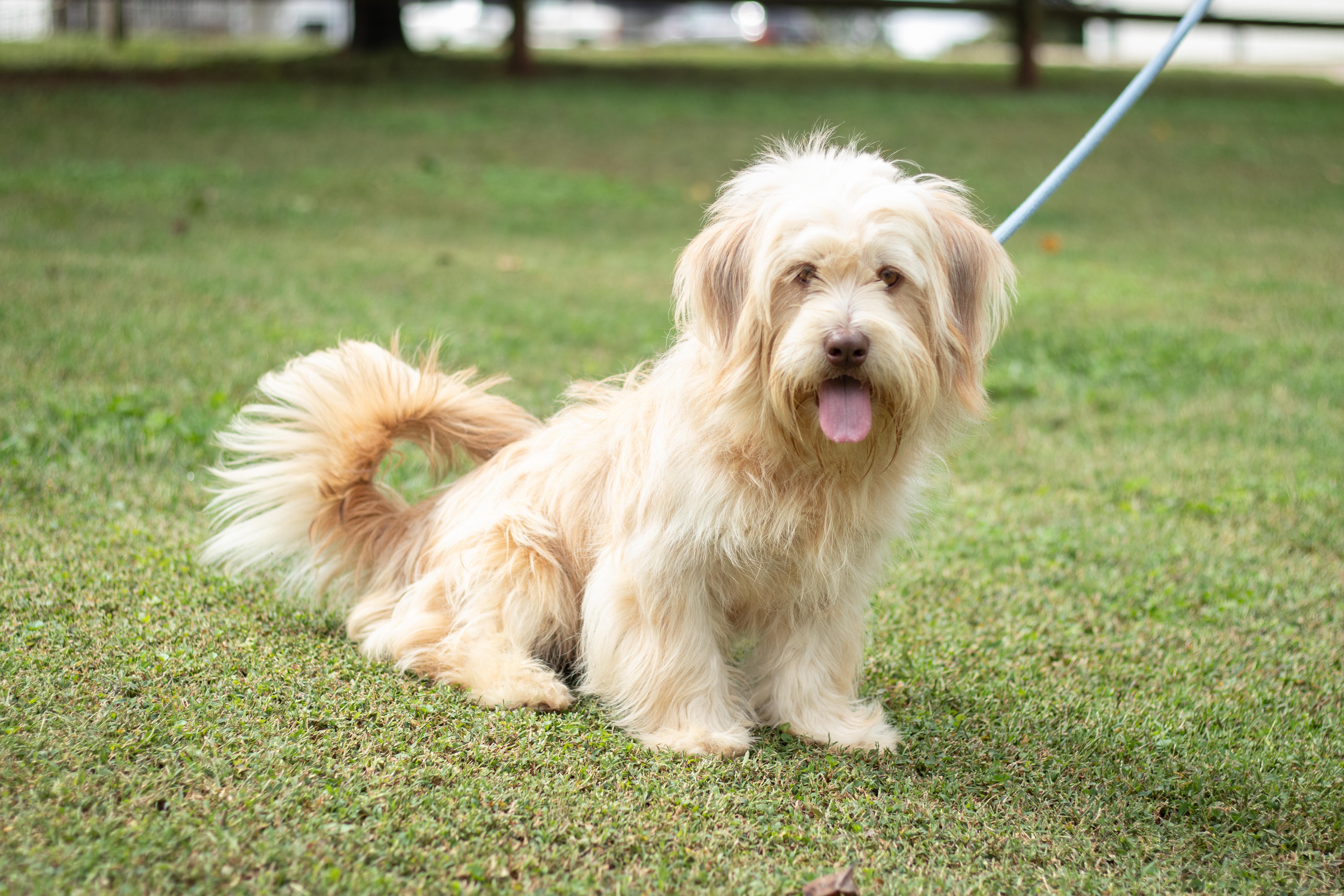 A young small-sized male Havanese dog named Benji for adoption in Statesville, NC