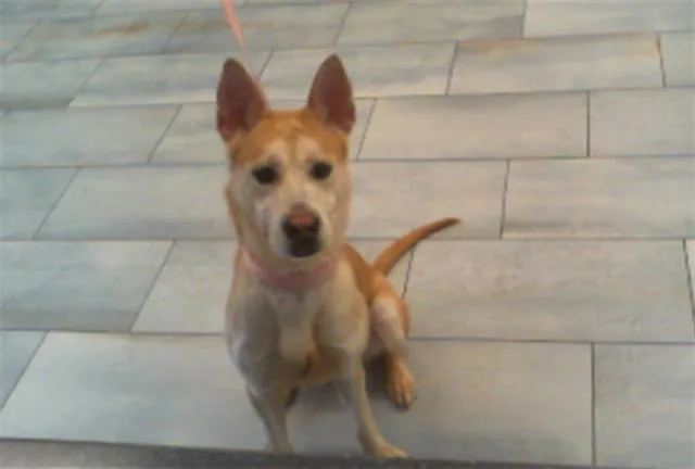 An adult medium-sized female Mixed Breed dog named Cassie for adoption in Charlotte, NC