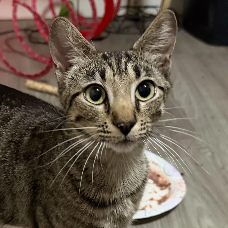 An adult medium-sized female Domestic Short Hair cat named Khaleesi for adoption in Sonora, CA