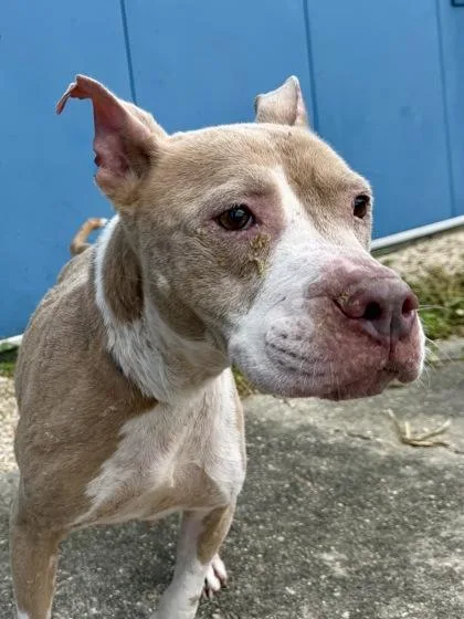 An adult medium-sized female Pit Bull Terrier dog named Koa for adoption in New Orleans, LA
