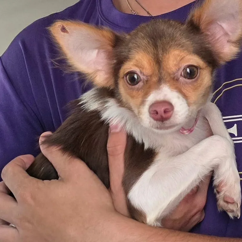 An adult small-sized female Brown / Chocolate Chihuahua dog named Baby Freya for adoption in Brownsboro, AL