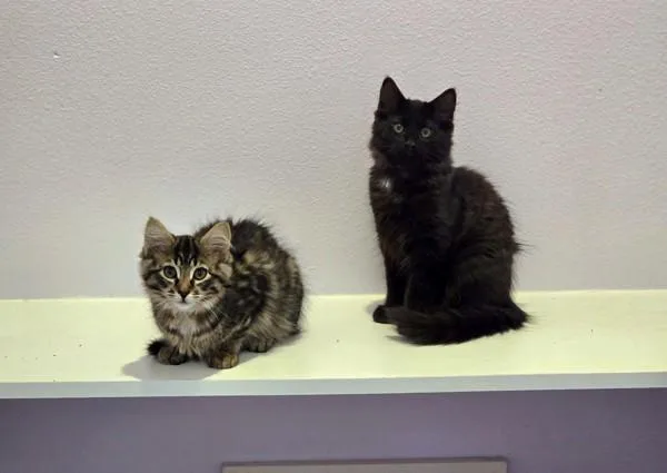 A baby small-sized male Domestic Medium Hair cat named Karma for adoption in Vancouver, WA