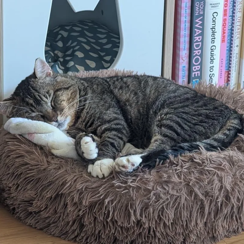 An adult large-sized male Tabby (Brown / Chocolate) Domestic Short Hair cat named Hissopatamus for adoption in Seattle, WA