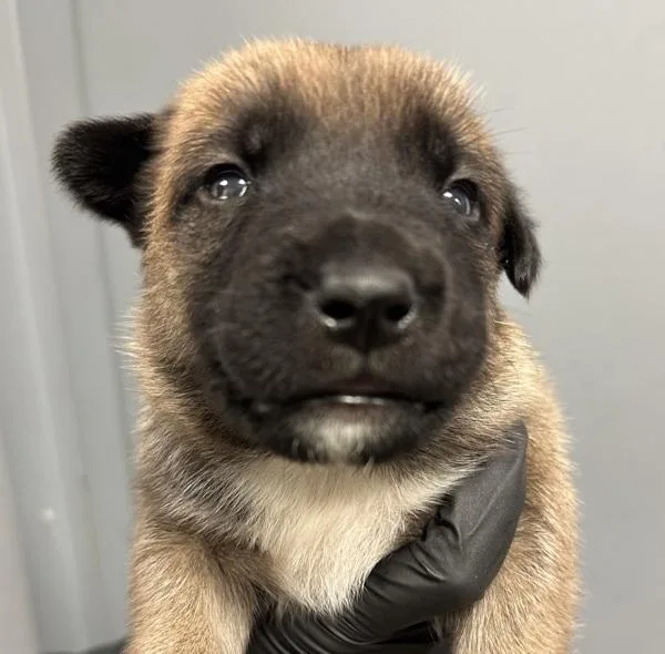 A baby small-sized female Shepherd dog named Thriller for adoption in San Diego, CA