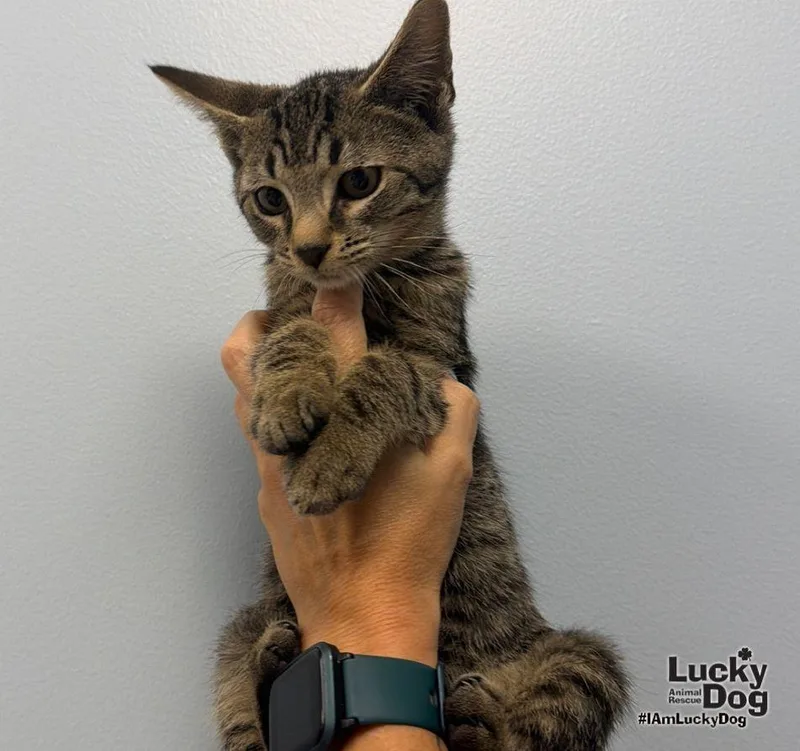 A young medium-sized male Domestic Short Hair cat named Coffee Mocha for adoption in Washington, DC