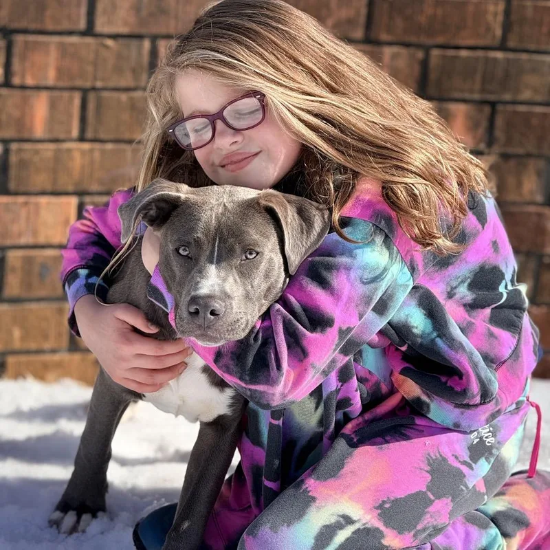A young medium-sized male Gray / Blue / Silver American Staffordshire Terrier dog named Papas for adoption in Bartlett, TN
