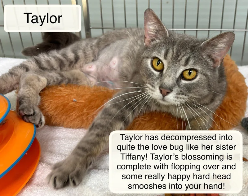 Tiffany Bonded With Taylor thumbnail 2