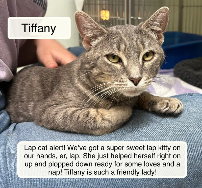 Tiffany Bonded With Taylor thumbnail 3