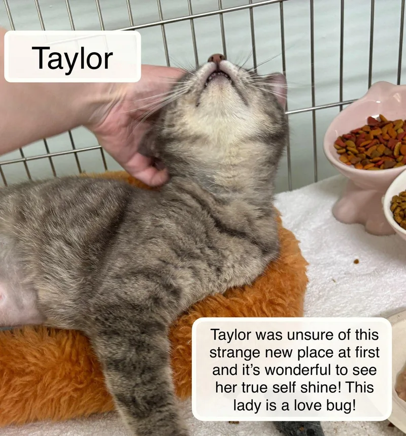 Tiffany Bonded With Taylor thumbnail 4