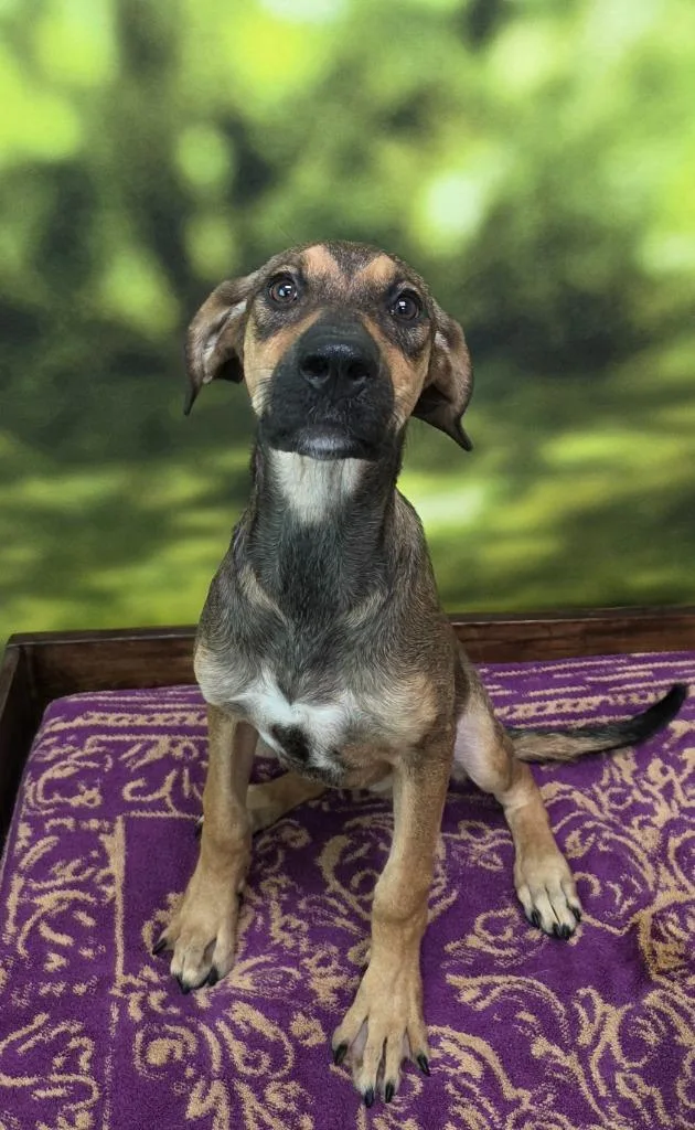 A baby medium-sized female Shepherd dog named S'mores for adoption in Little Rock, AR