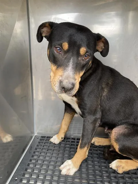 A young medium-sized female Mixed Breed dog named Trinity for adoption in Dallas, TX