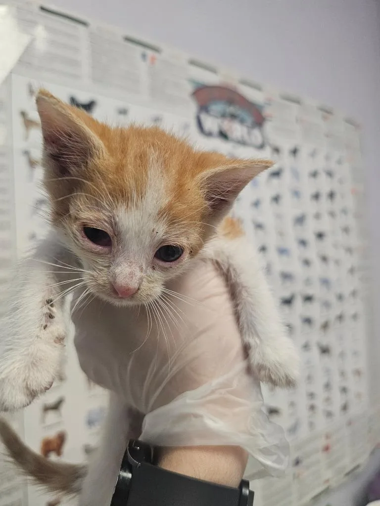 A baby small-sized male Domestic Short Hair cat named Knives for adoption in New Braunfels, TX