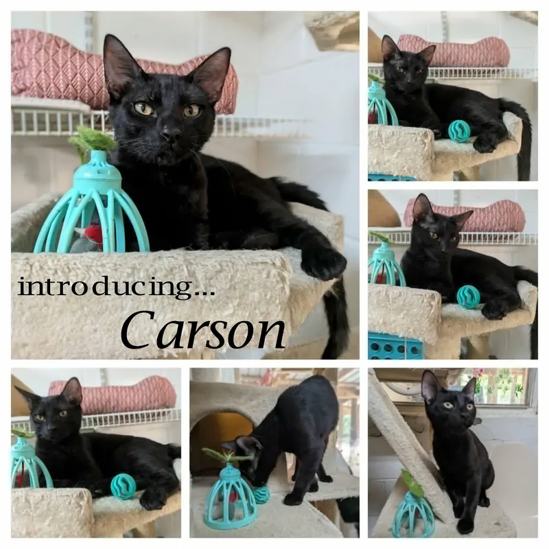 A baby medium-sized male Black Domestic Short Hair cat named Carson for adoption in Ozark, AL