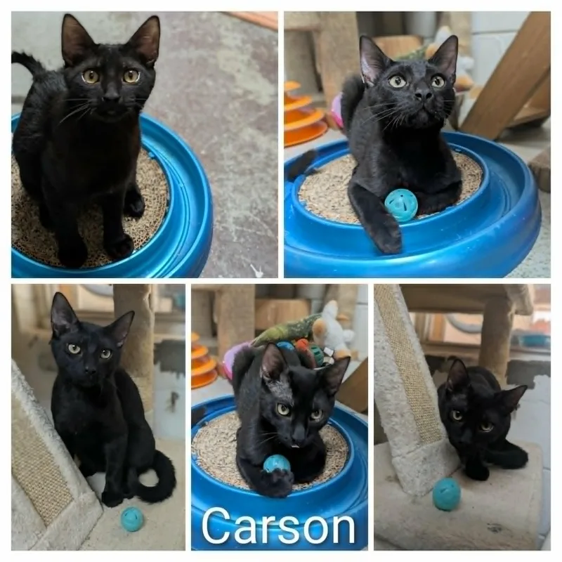 Carson thumbnail 2