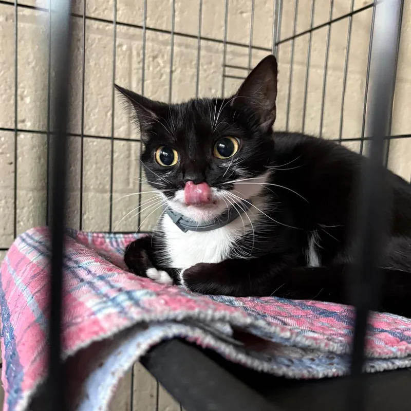 An adult small-sized female Black Domestic Short Hair cat named Onyx for adoption in Huntington, WV