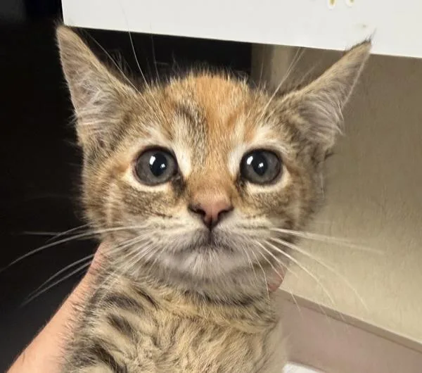 A baby small-sized female Domestic Medium Hair cat named Vista for adoption in Salisbury, MD