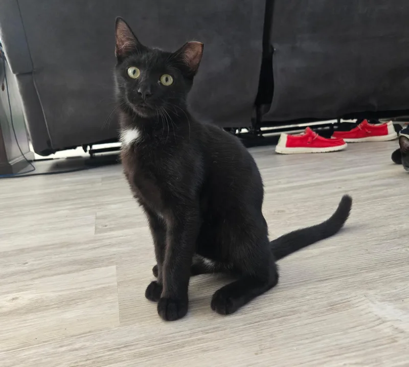 A baby small-sized male Black Domestic Short Hair cat named Jojo for adoption in Lawrenceville, GA