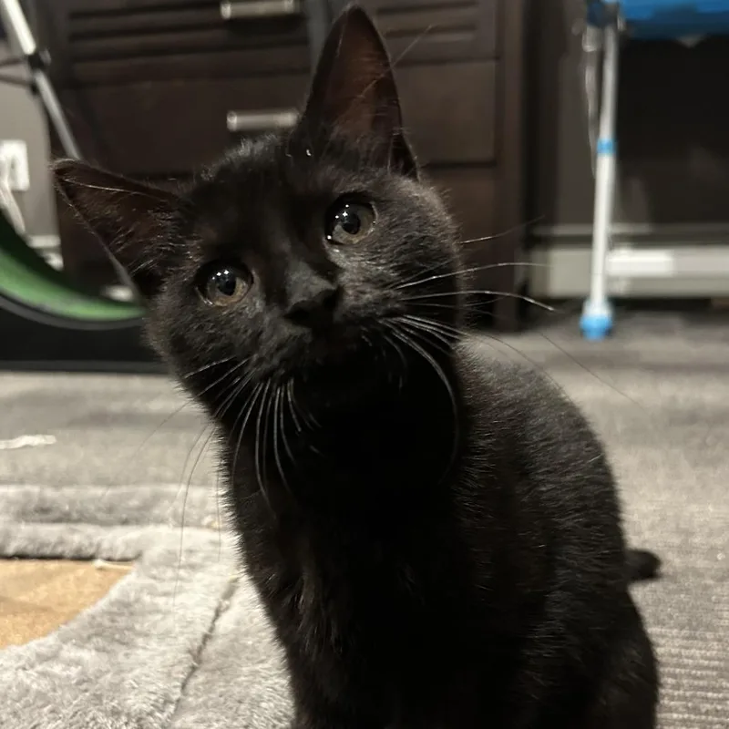 A baby small-sized female Black Domestic Medium Hair cat named Miranda for adoption in Wakefield, MA