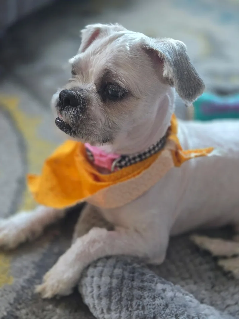 A young small-sized male Shih Tzu dog named Noodles for adoption in Euless, TX