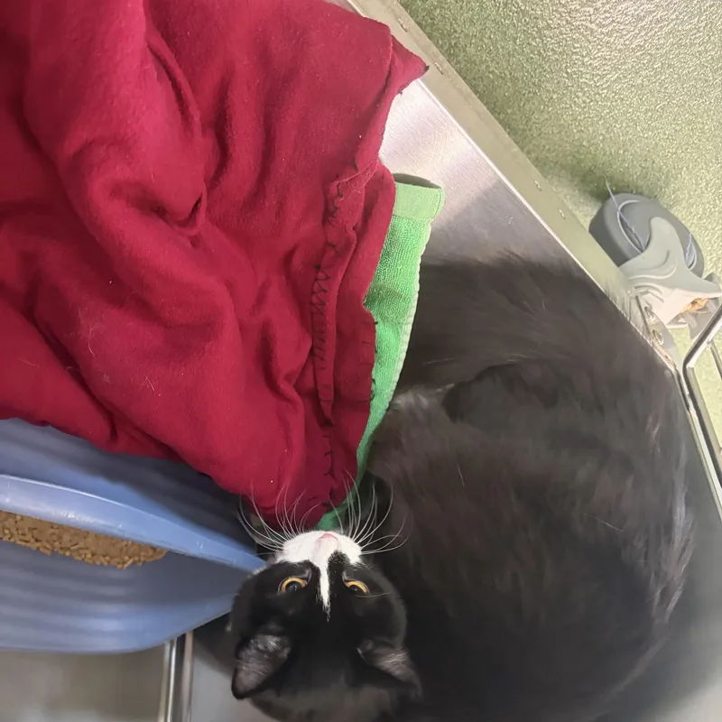 A young large-sized male Black Domestic Medium Hair cat named Otis for adoption in Seneca, PA
