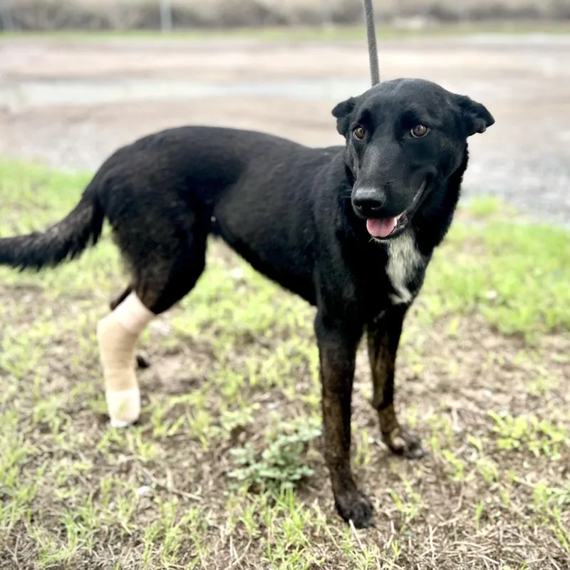 An adult medium-sized female Belgian Shepherd / Malinois dog named Jazz for adoption in Edinburg, TX