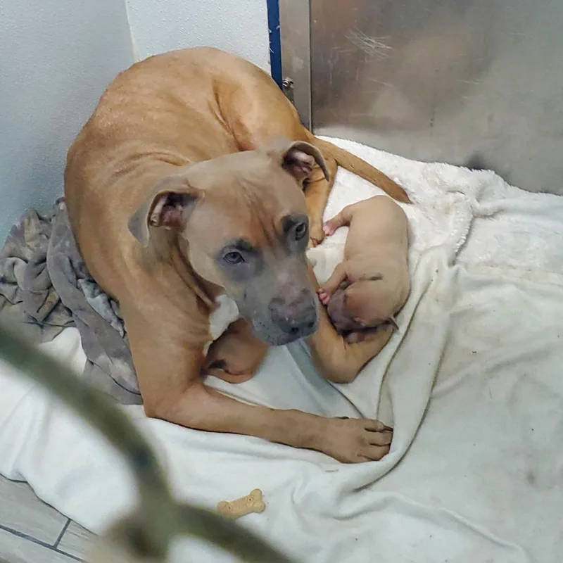 An adult medium-sized female Brown / Chocolate Pit Bull Terrier dog named Salem for adoption in Denison, TX