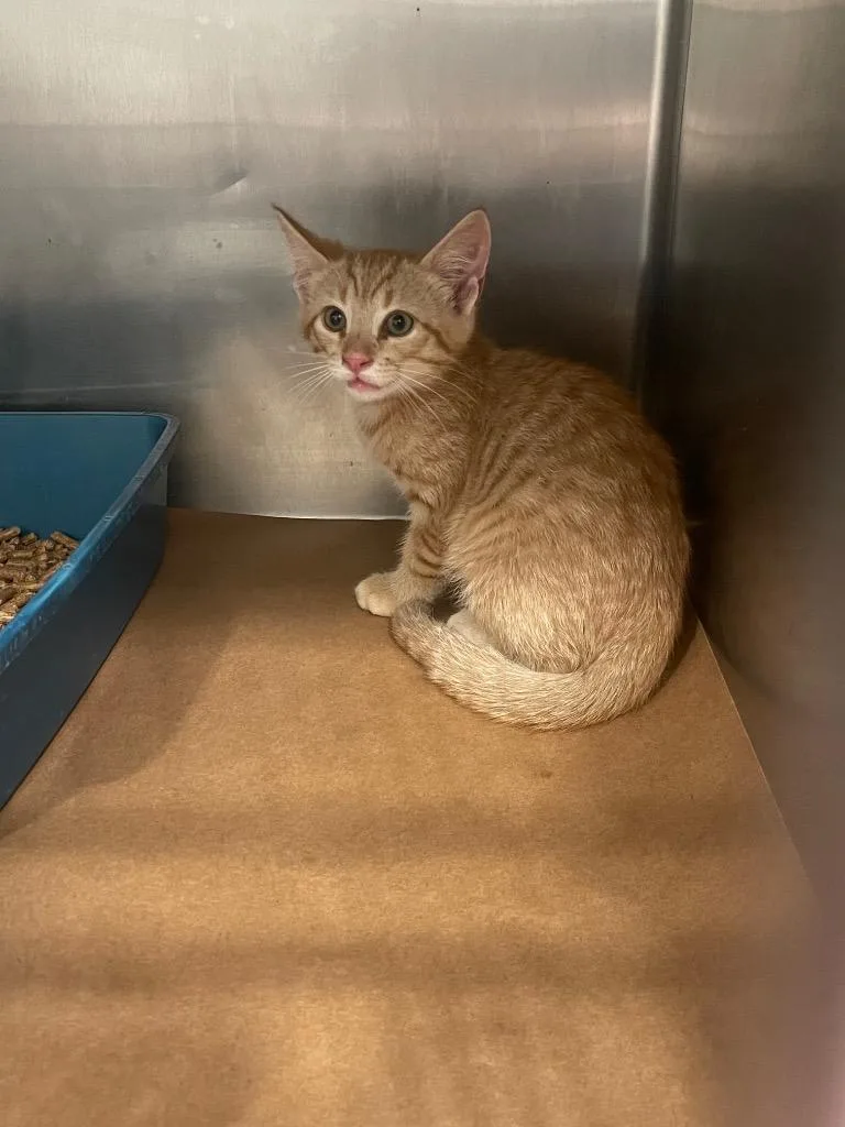 A baby large-sized male Domestic Short Hair cat named Zeb for adoption in Cartersville , GA