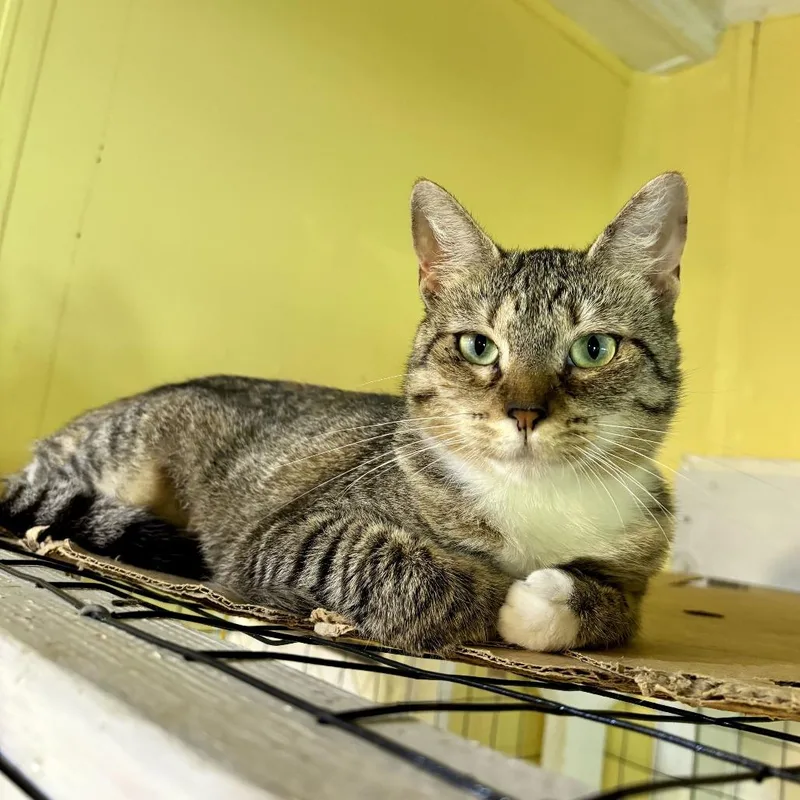 A young medium-sized female Black Domestic Short Hair cat named Phobas for adoption in Carencro, LA