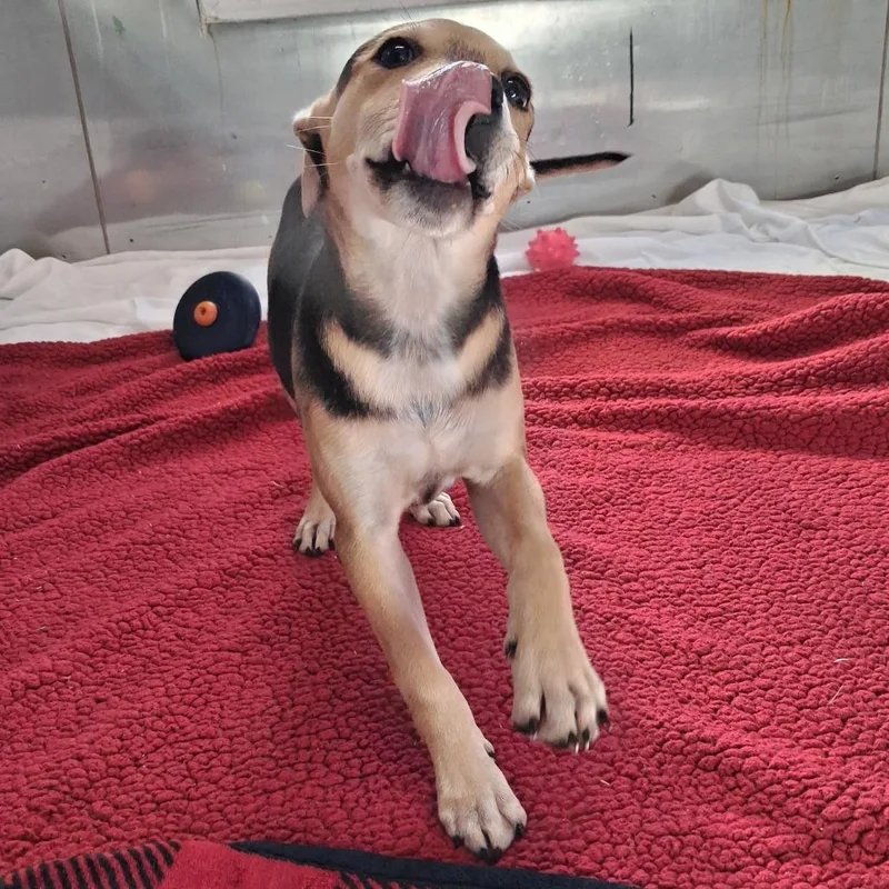 A baby medium-sized female Brown / Chocolate Cattle Dog dog named Enid for adoption in Freeport, FL