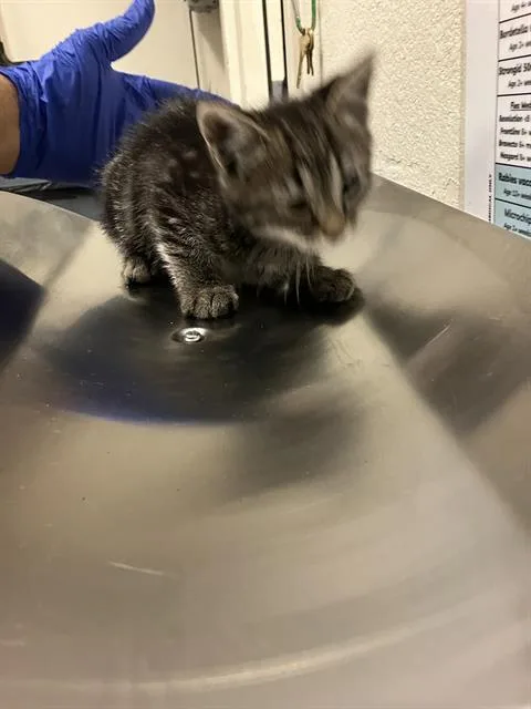 A baby small-sized female Domestic Short Hair cat named Helga for adoption in Long Beach, CA