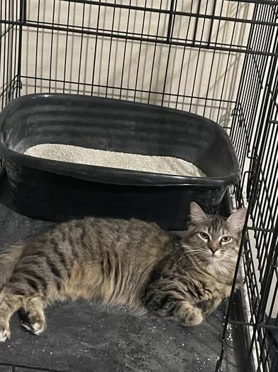 A baby small-sized female Black Domestic Medium Hair cat named Olivia for adoption in Liverpool, TX