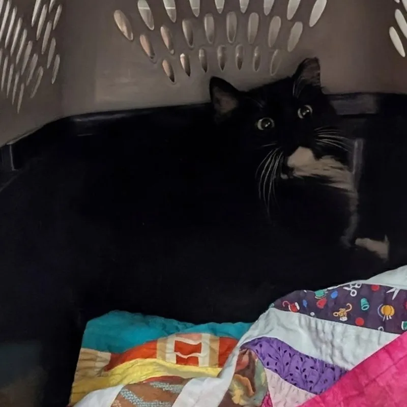 An adult medium-sized female Black Domestic Short Hair cat named Chrome for adoption in Salt Lake City, UT