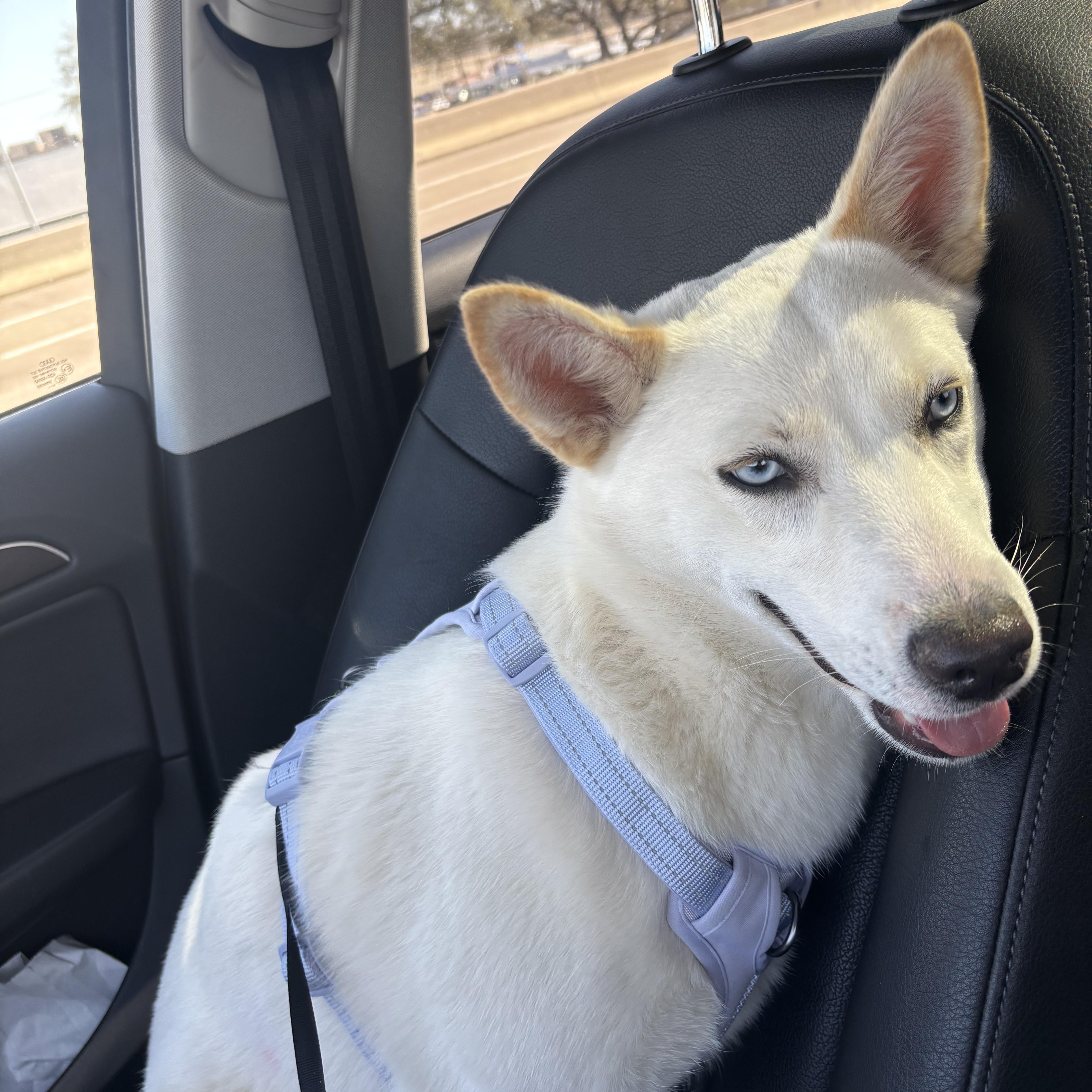 A young small-sized female White / Cream Siberian Husky dog named Skye for adoption in Dallas, TX