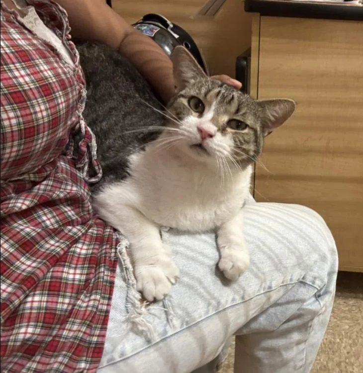 An adult medium-sized male White Domestic Short Hair cat named Whistle for adoption in Pearland, TX