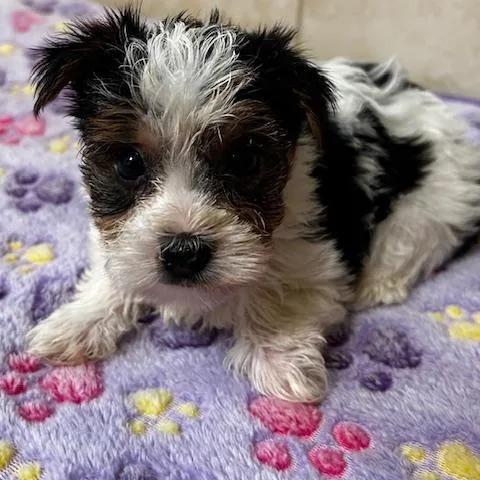 Milo