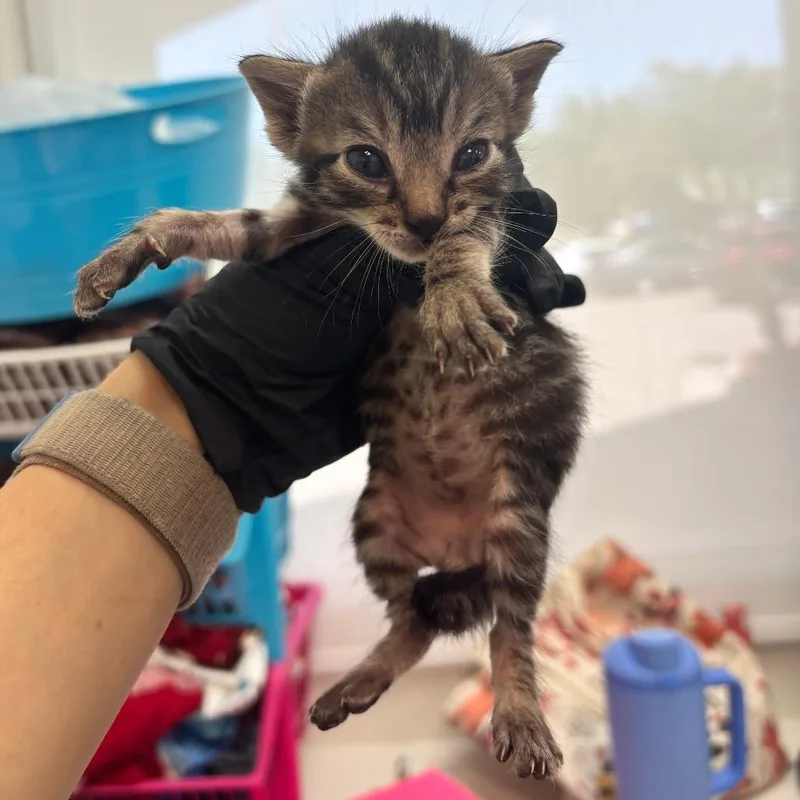 A baby small-sized male Brown / Chocolate Domestic Short Hair cat named Goose for adoption in Corpus Christi, TX