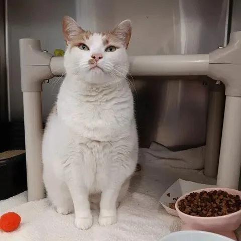 Canteloupe