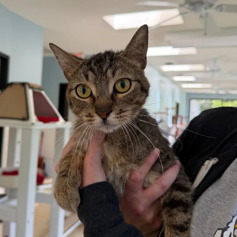 An adult medium-sized male Brown / Chocolate Domestic Short Hair cat named Ronaldo for adoption in Deerfield, IL