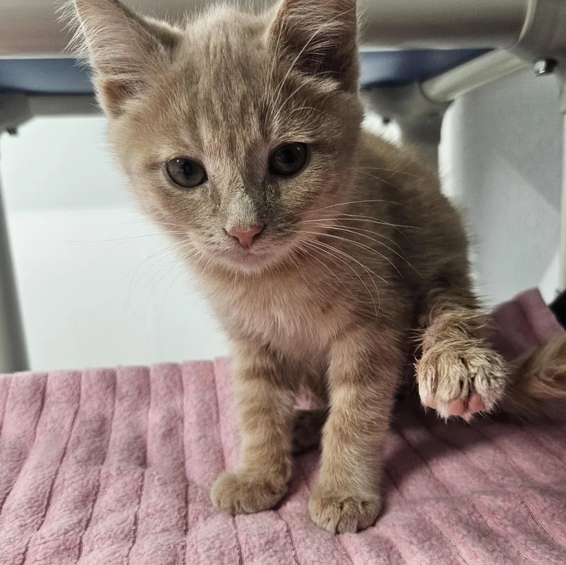 A baby small-sized female Buff / Tan / Fawn Domestic Short Hair cat named Macadamia for adoption in Kalamazoo, MI