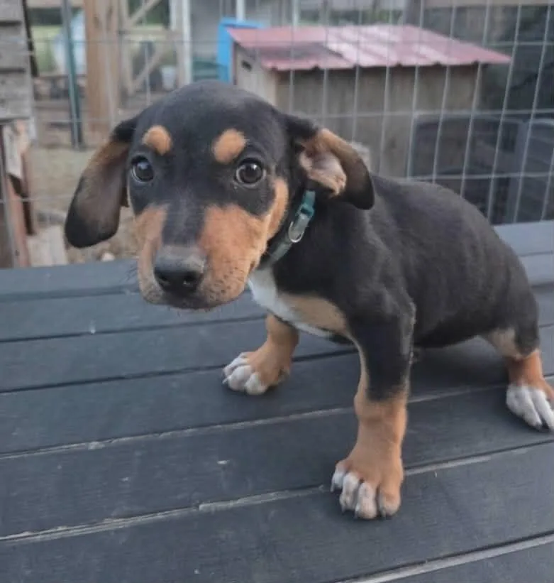 A baby medium-sized male Labrador Retriever dog named Arches for adoption in McHenry, IL