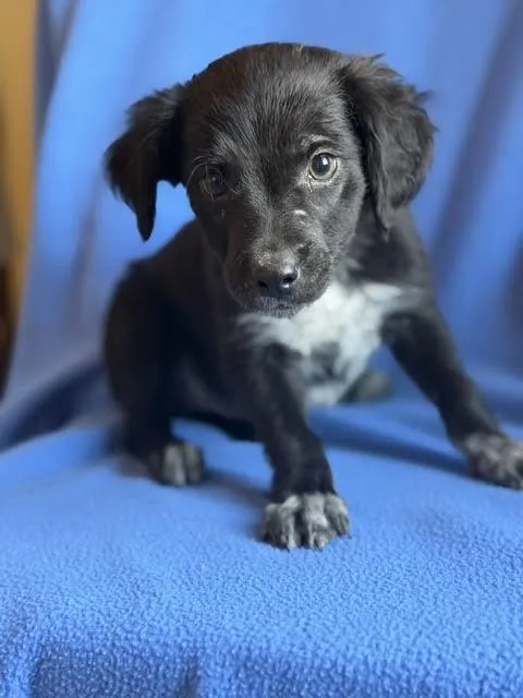 A baby medium-sized male Labrador Retriever dog named Finn for adoption in Monticello, MN