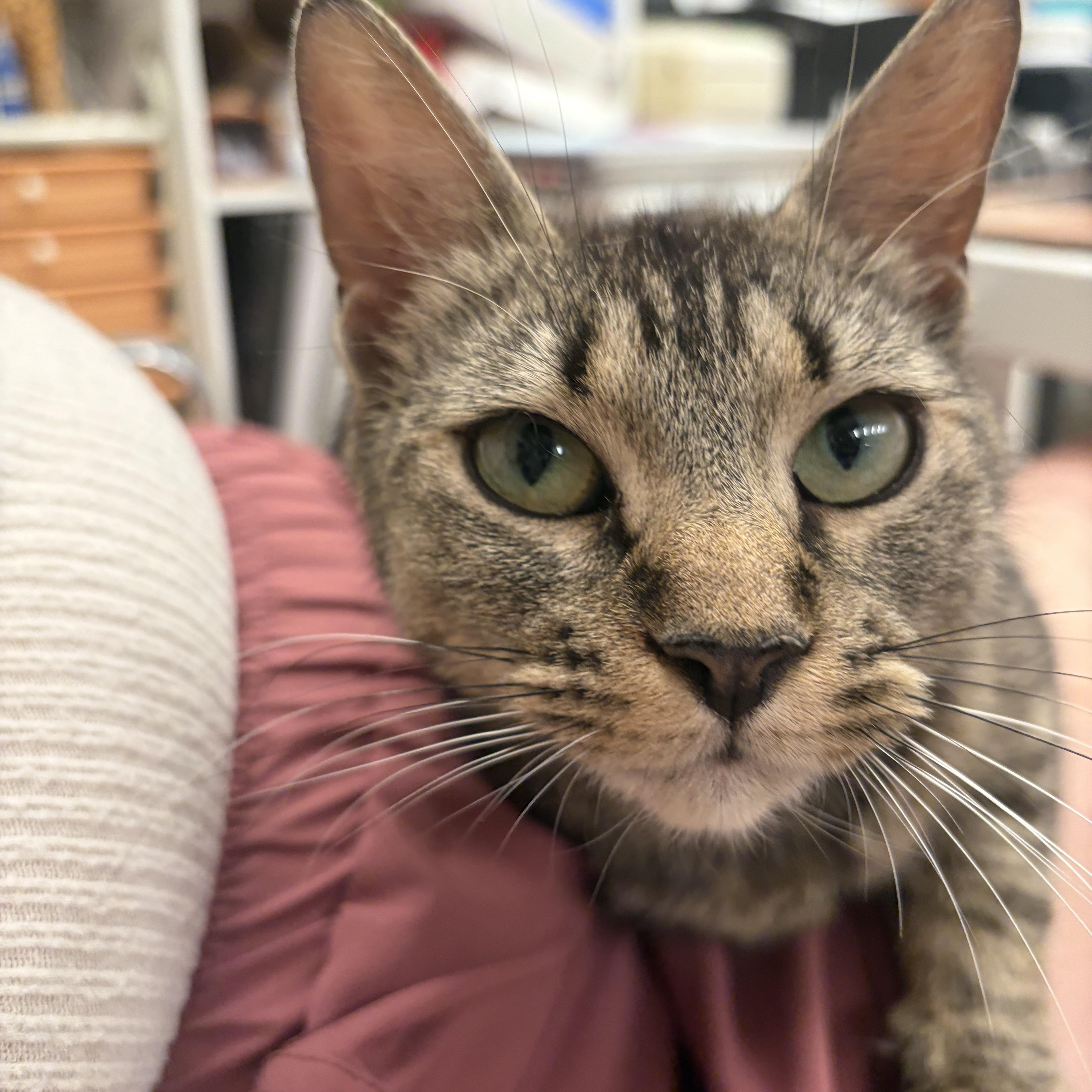 A young medium-sized female Tabby (Brown / Chocolate) Domestic Short Hair cat named Skye for adoption in Stamford, CT