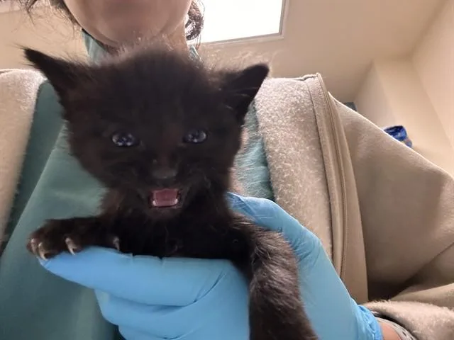 A baby small-sized male Domestic Short Hair cat named Woody for adoption in Riverside, CA