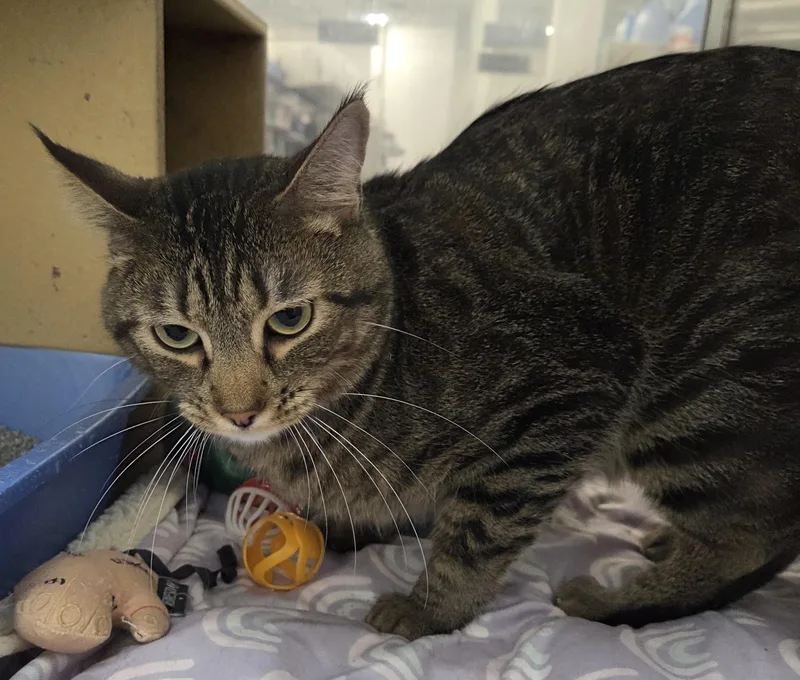 An adult medium-sized male Tabby (Brown / Chocolate) Domestic Short Hair cat named Edgar for adoption in Millville, UT