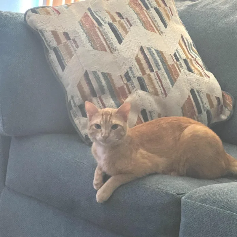 Tobie Bdl thumbnail 2