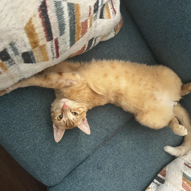 Tobie Bdl thumbnail 3