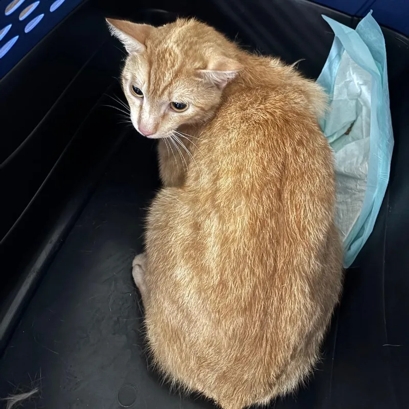 Tobie Bdl thumbnail 4