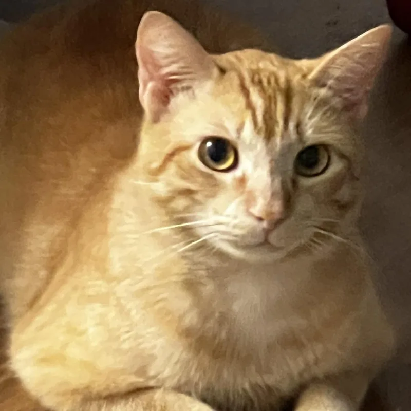 Tobie Bdl thumbnail 5